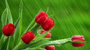 Среќен 8-ми Март