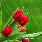 Честит 8-ми Март 